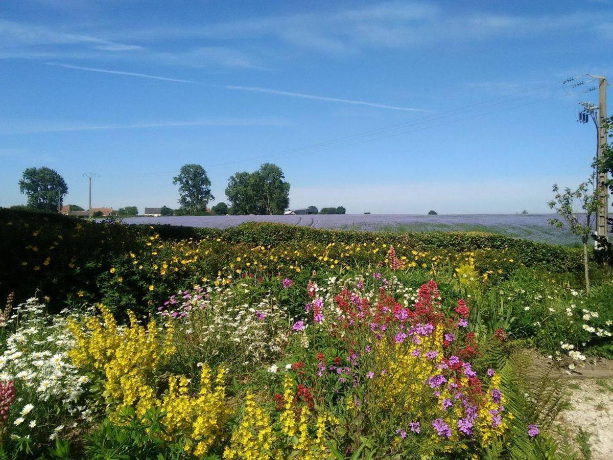 Les Coquelicots